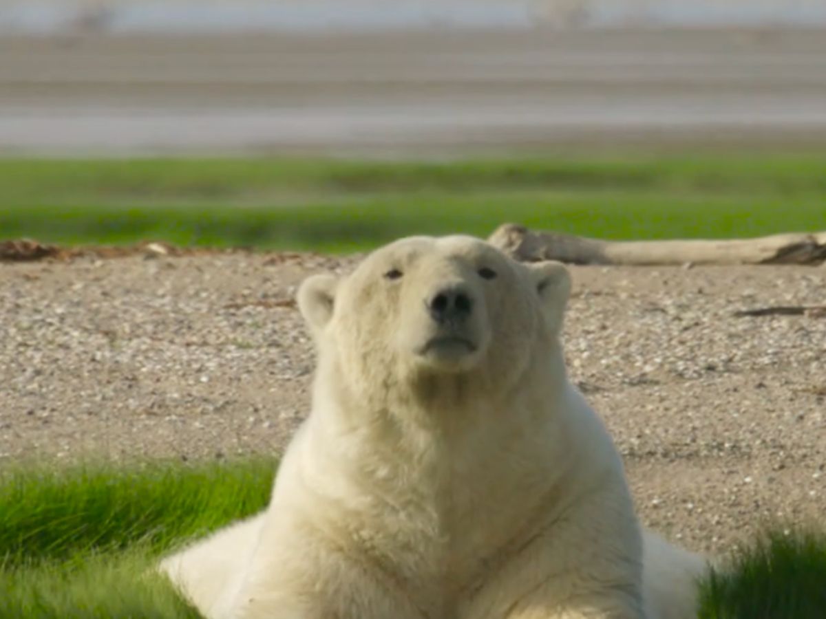 Polar bear - Churchill Wild