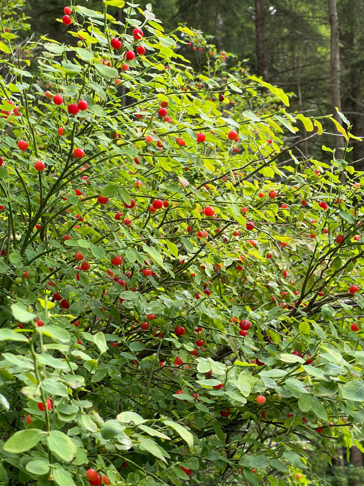 McCartney Creak Park, North Vancouver