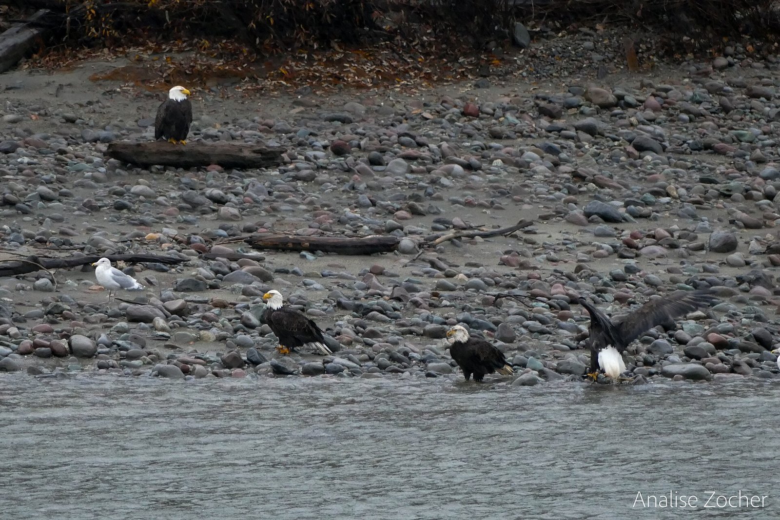 Brackendale Eagles Park (west bank, Squamish River)