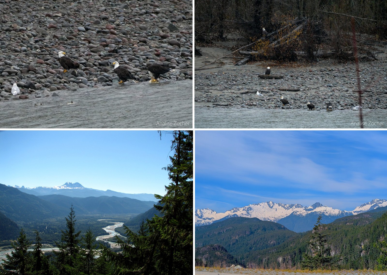Where to See Hundreds of Bald Eagles Near Squamish This Winter