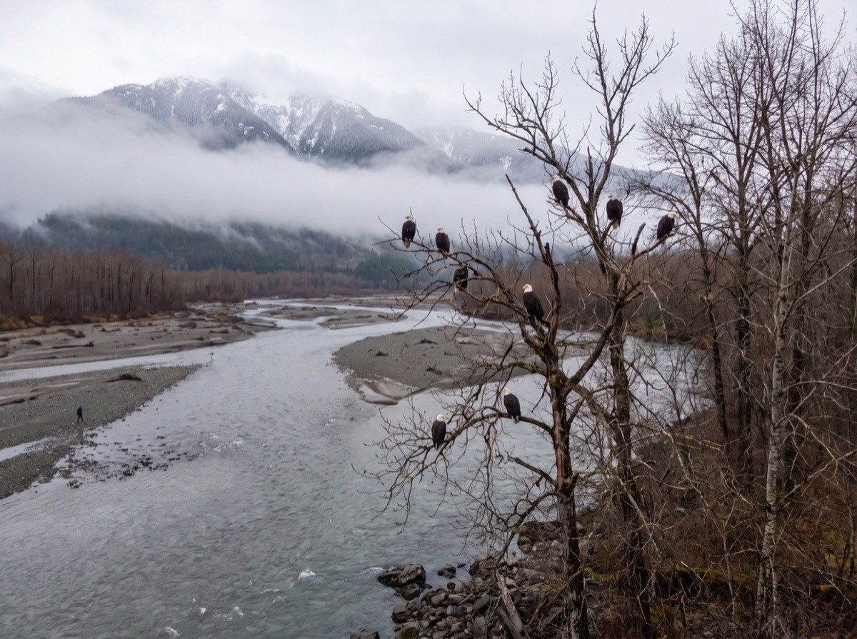 Brackendale EagleWatch