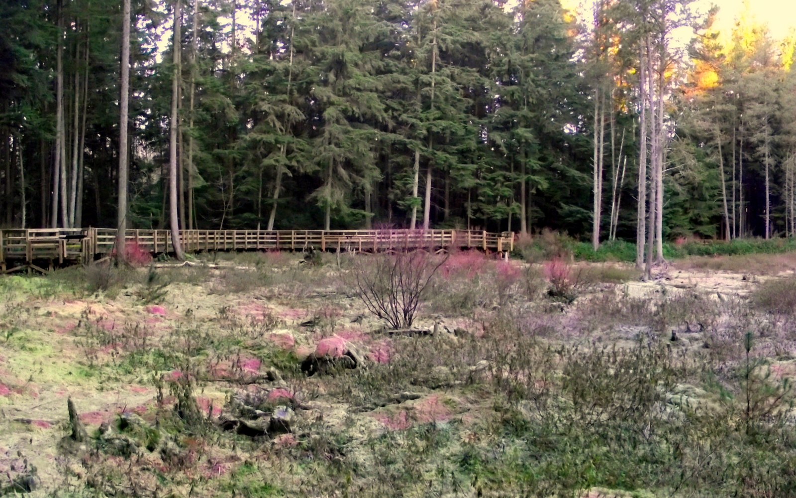 Camosun Bog boardwalk in Pacific Spirit Regional Park