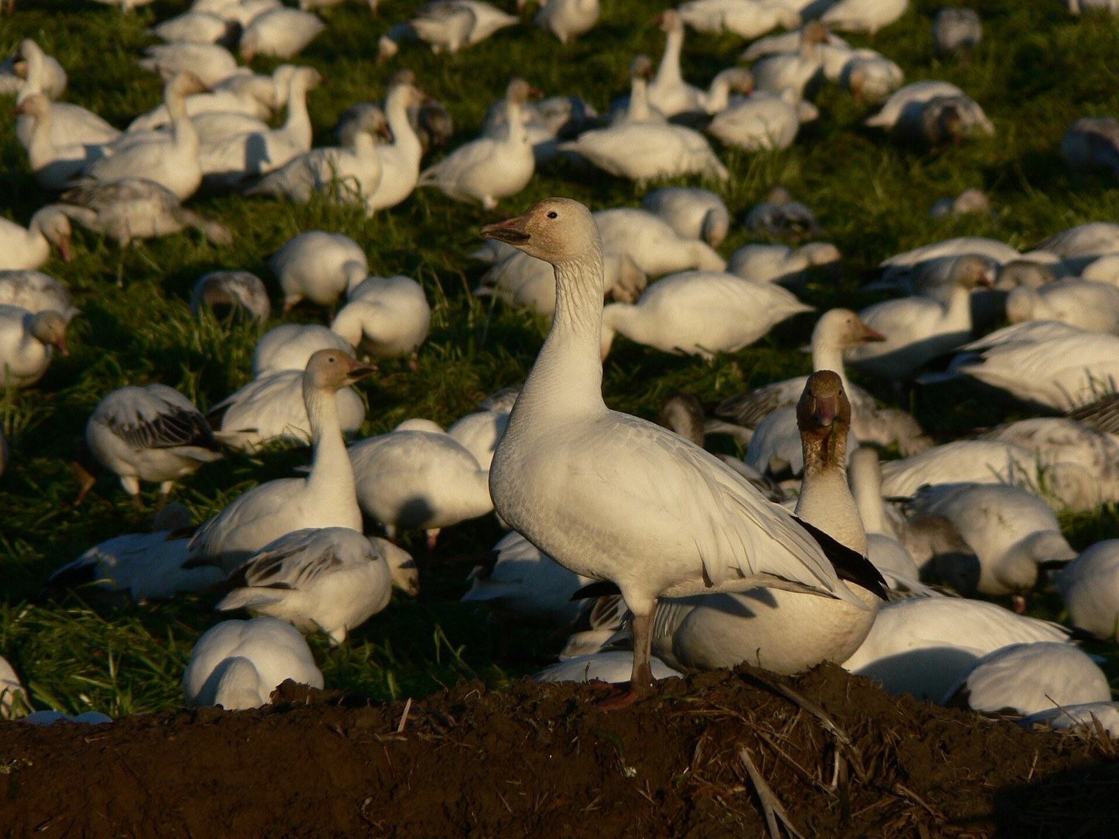 Lesser snow goose