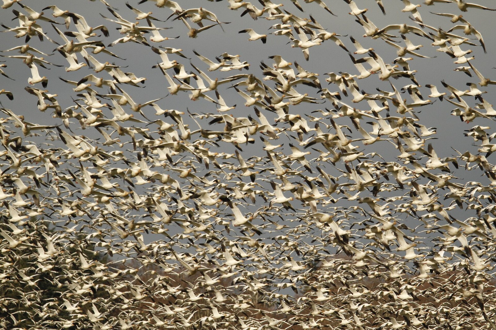 Snow geese in flight at the George C. Reifel Migratory Bird Sanctuary
