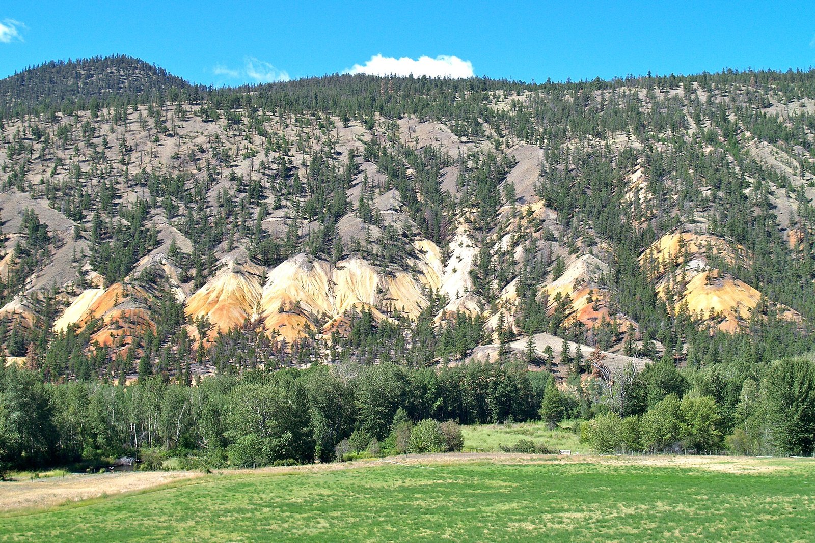 Eroded clay bluffs and pine forest above a hayfield in the Clinton area