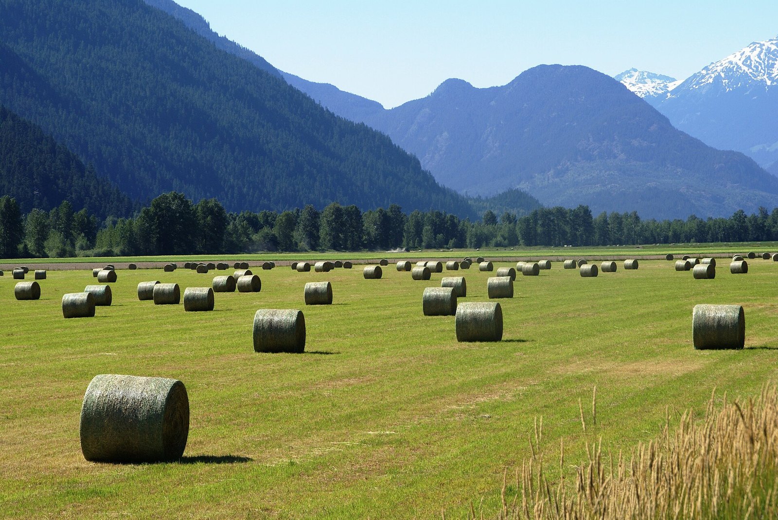 Round hay bales in Pemberton valley field below forested mountains