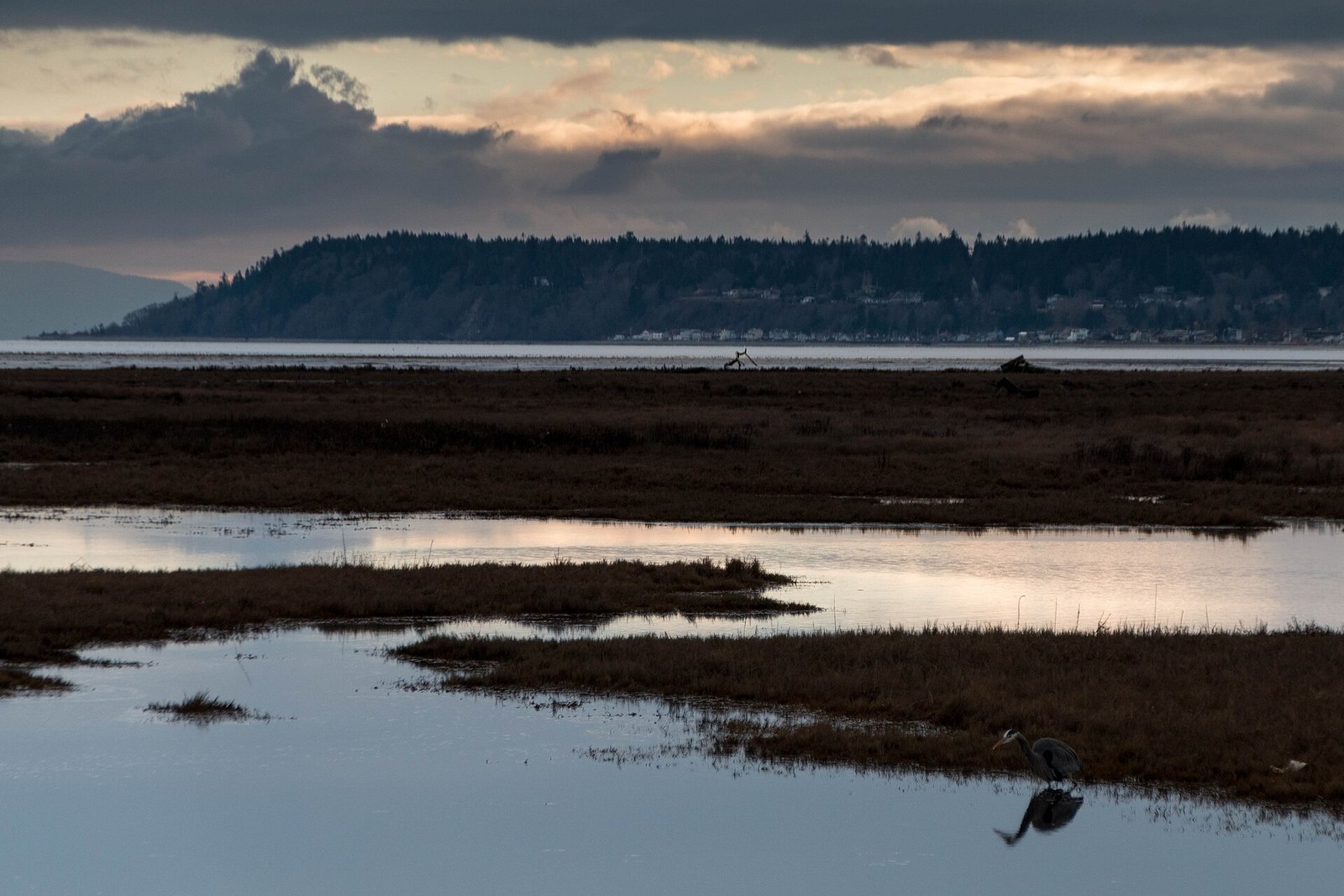 Great blue heron in Boundary Bay salt marsh below forested bluff