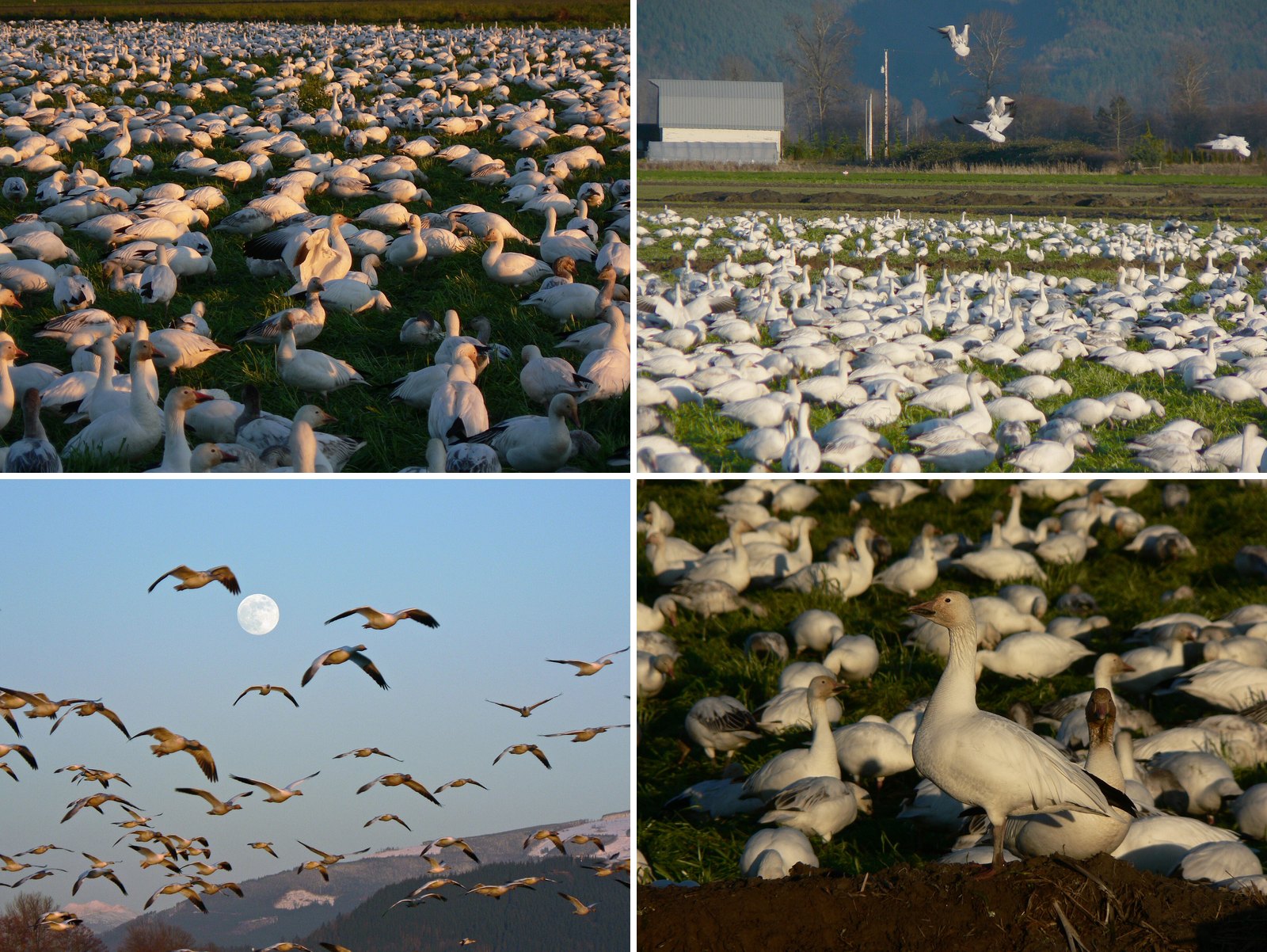 8 Places to See Thousands of Snow Geese Near Vancouver This Winter