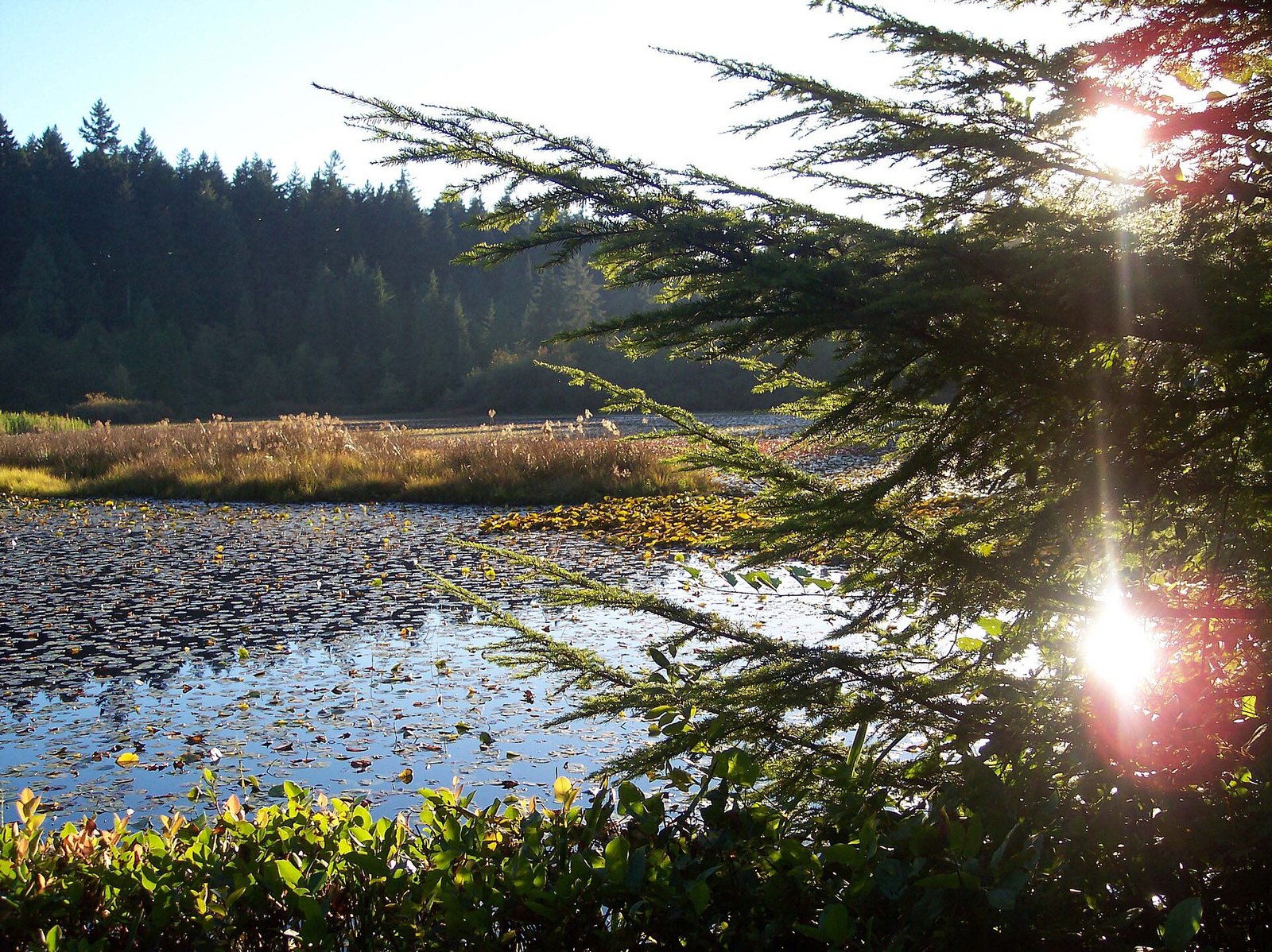 Stanley Park forest trails and the seawall detour (Vancouver)