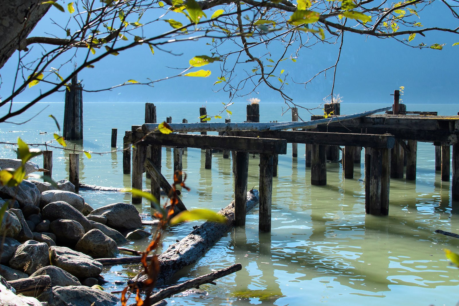 Weathered old wharf pilings on Howe Sound shoreline