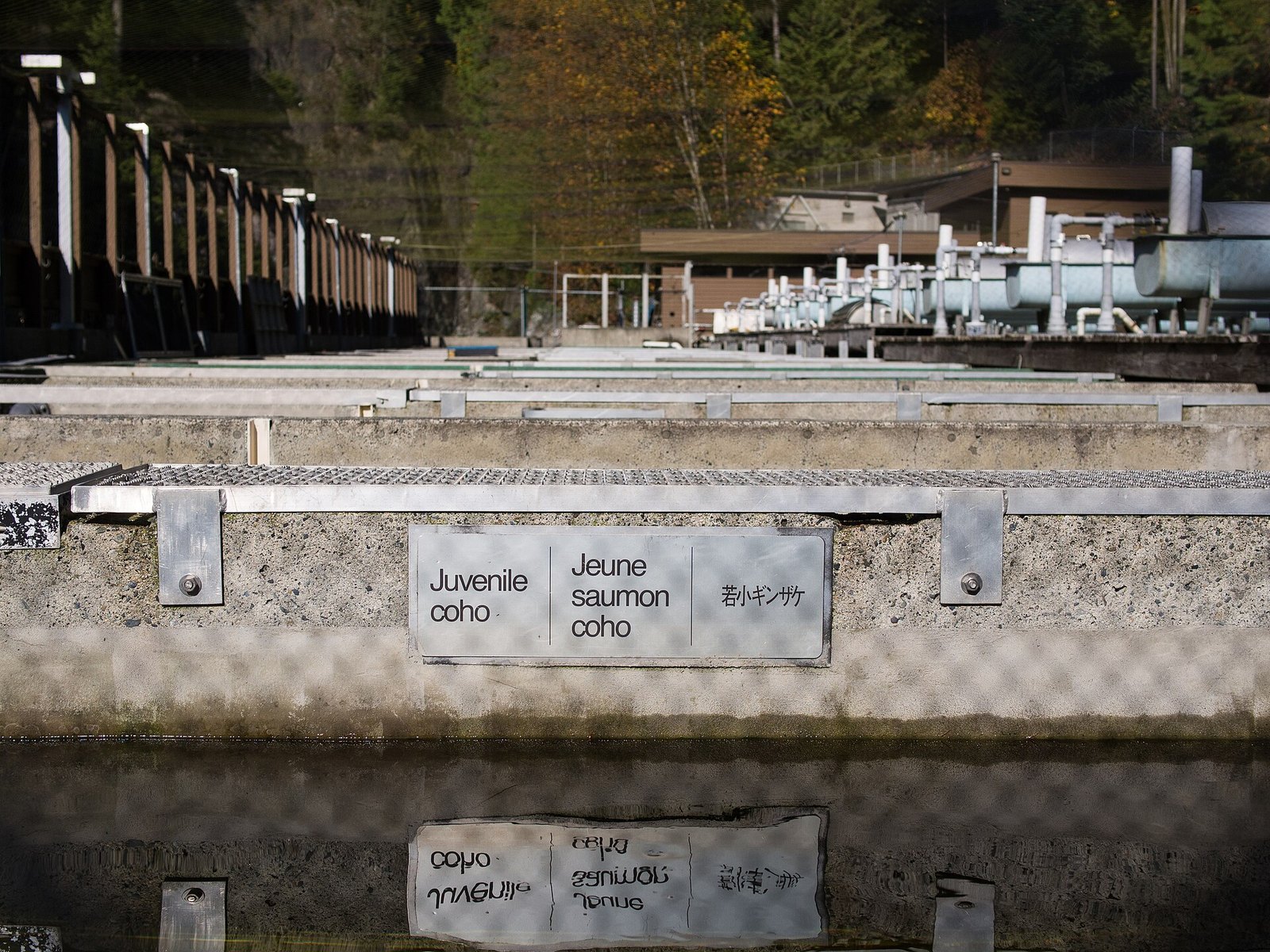 Capilano River Regional Park (North Vancouver, hatchery closed)