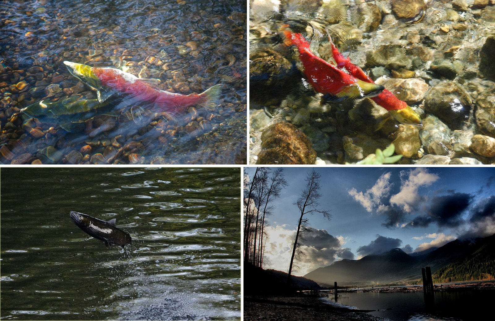 Where to Watch the Salmon Run Near Vancouver Right Now