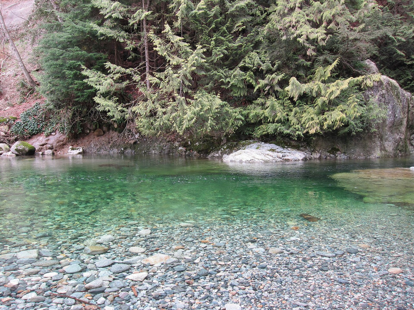 Clear green creek pool with cedars and pebble shore