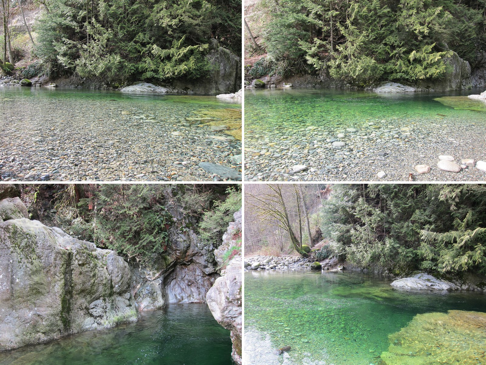 Skip the $77 Bridge: Lynn Canyon's Suspension Bridge Costs Nothing