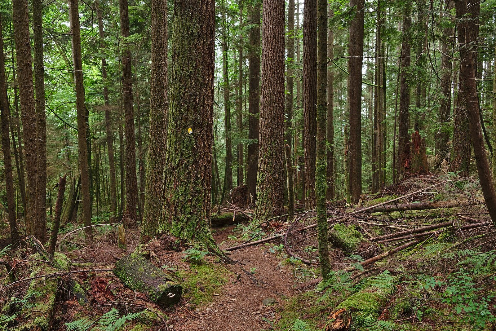 Hiking trail through mossy old-growth coastal conifer forest