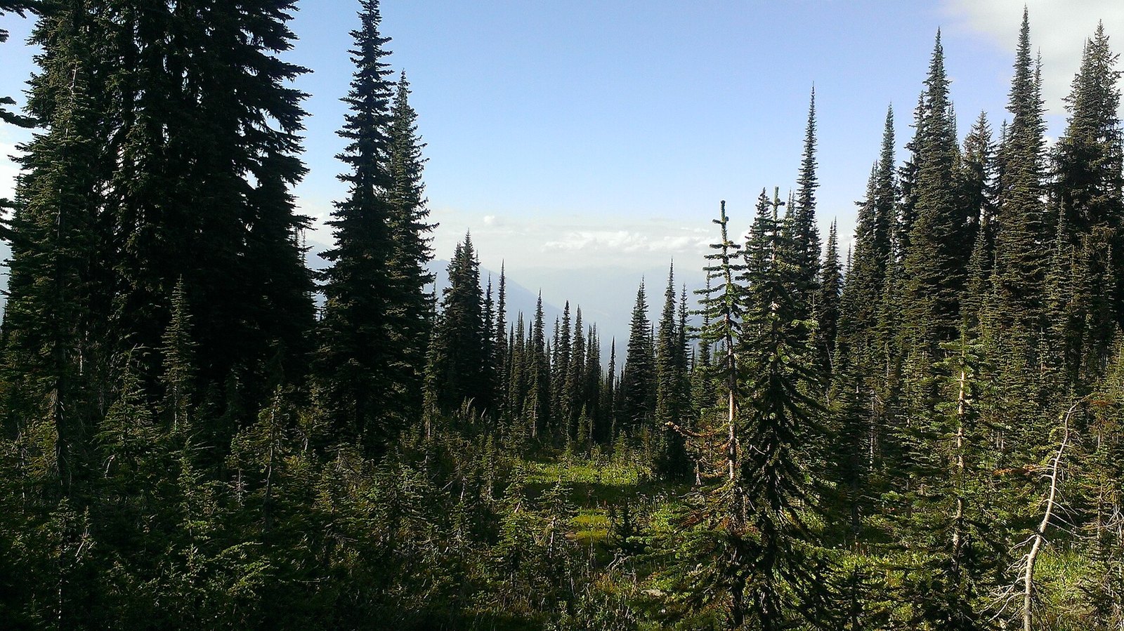Meadows in the Sky Parkway, Mount Revelstoke National Park (Revelstoke)
