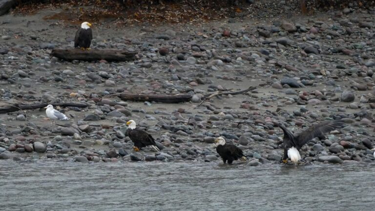 Where to See Hundreds of Bald Eagles Near Squamish This Winter