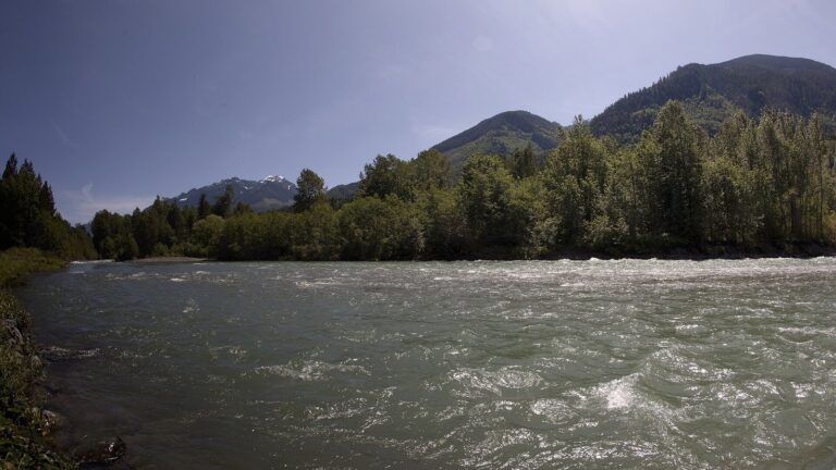 Where to Watch the Salmon Run Near Vancouver Right Now